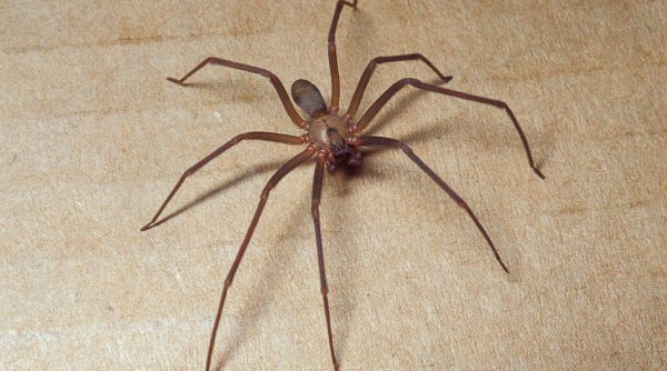 O româncă din Italia a murit după ce a fost mușcată de un păianjen extrem de periculos