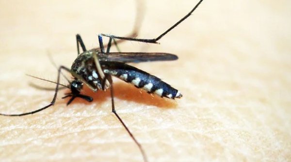 Scandalos! Peste 750 de milioane de ţânţari modificaţi genetic vor fi lăsaţi în libertate 