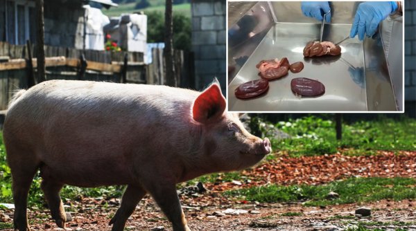 Un porc cu 14 rinichi, sacrificat într-o gospodărie din Sălaj. Medicii veterinari n-au mai văzut aşa ceva