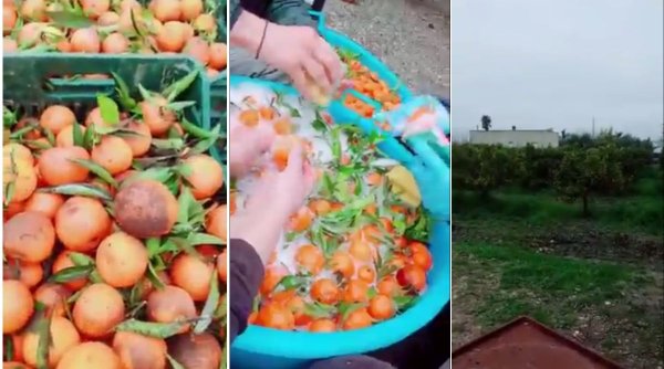 Afacerea anului în Italia: români angajaţi să spele mandarine cu şampon de vase! E uluitor cu cât se vând fructele în magazin