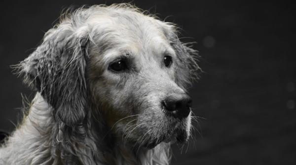 politia animalelor animale inchisoare