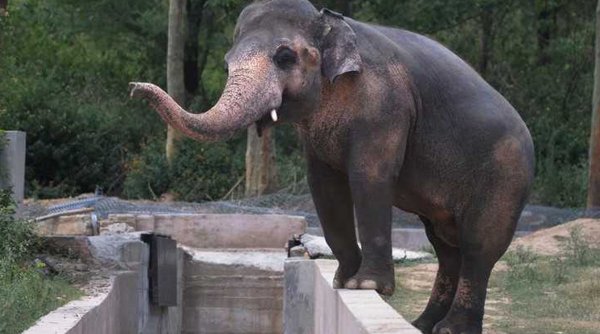 Îngrijitor de la o grădină zoologică, ucis de trompa unui elefant: 