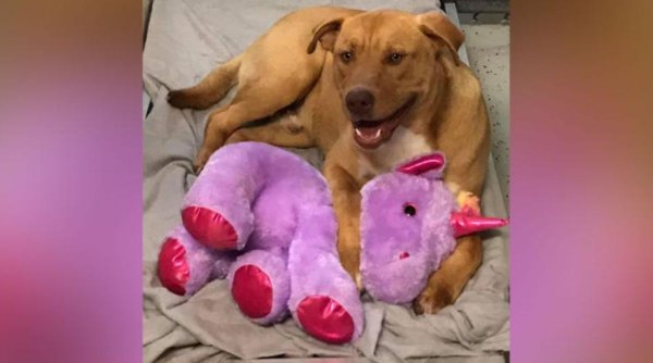 Un câine fără stăpân a furat de cinci ori un unicorn de pluş dintr-un magazin, iar în final l-a primit cadou