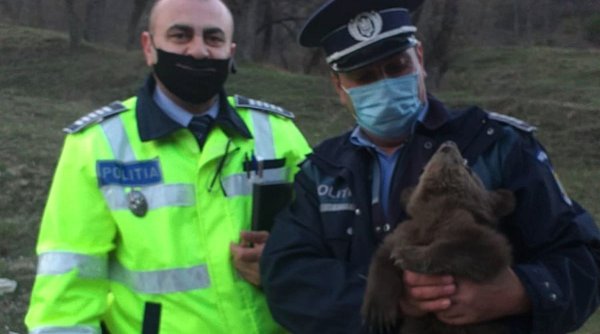 Un pui de urs care şi-a pierdut mama a fost găsit pe marginea unui drum din Vrancea