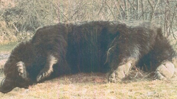 Asociația care a organizat vânarea ursului Arthur cere la CNA sancțiuni pentru toată presa