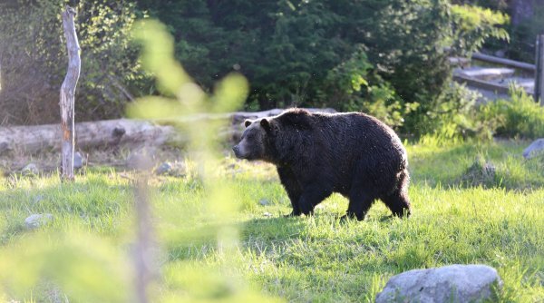 Patru urși și-au făcut culcuș în mijlocul unei localități din Vrancea: ”Au ajuns să intre chiar și în bucătăria unui localnic”