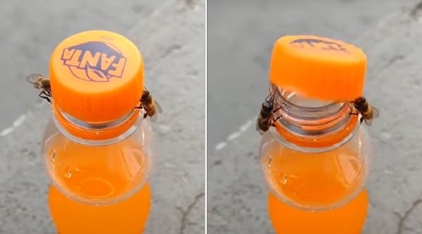 Momentul în care două albine deschid o sticlă de suc a devenit viral pe internet
