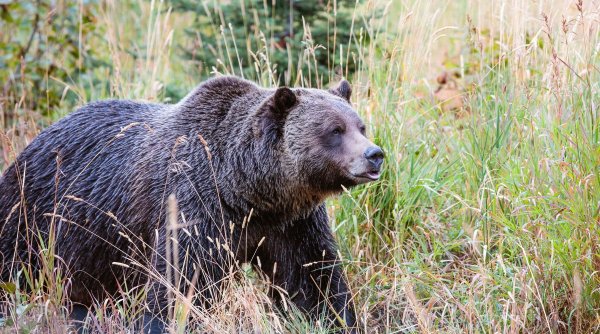 Urșii, pericol pentru România: Peste 280 de atacuri și 5.000 de dosare de pagubă, în ultimii ani