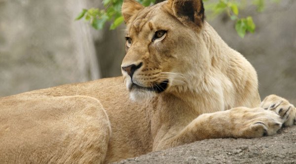 O leoaică a murit de COVID-19 într-un parc zoologic din India. Alți opt lei sunt infectați
