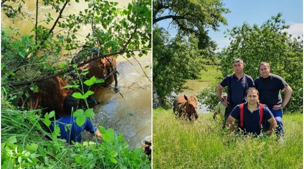 Pompierii militari au salvat un cal, după ce a căzut în râul Mureș