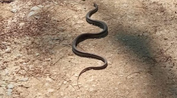Un șarpe de 150 de centimetri a fost descoperit într-o curte din Craiova