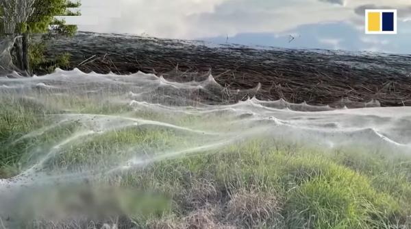 panza paianjeni camp ploi inundatii australia