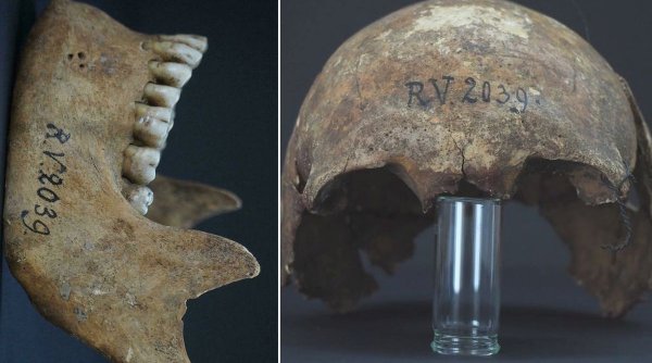 Primul om infectat cu ciuma care a decimat jumătate din Europa a trăit acum peste 5.000 de ani
