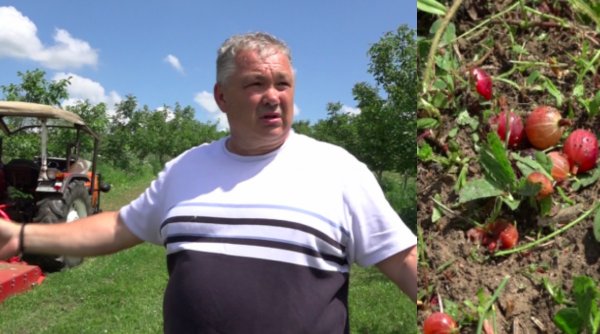 De disperare, un pomicultor care nu a avut unde să îşi vândă fructele a distrus recolta cu tractorul: 
