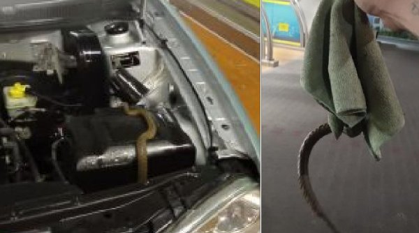 Un bărbat din Baia Mare a sunat la 112 pentru a scăpa de un şarpe ascuns sub capota maşinii sale