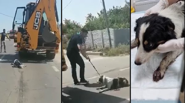 Câine târât zeci de kilometri cu excavatorul, salvat de şoferii care au blocat în trafic utilajul, în Teleorman