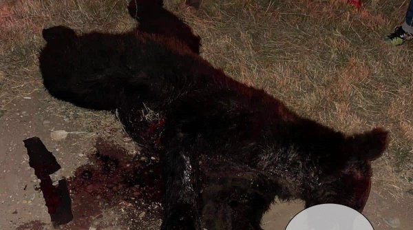 Pui de urs ucis într-un accident. Un șofer l-a lovit cu mașina, în Prahova
