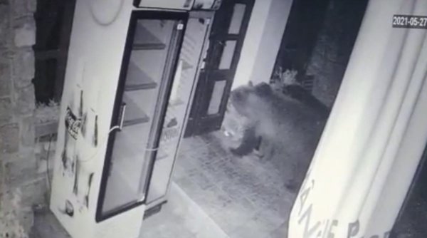 O ursoaică cu pui a intrat într-un restaurant din Băile Tușnad: ”Pur și simplu au spart gardul electric. Au făcut praf tot”
