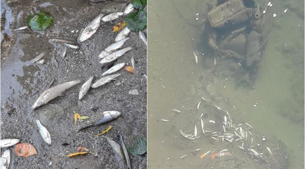 Peşti morţi în Jiul de Vest, Hunedoara. 