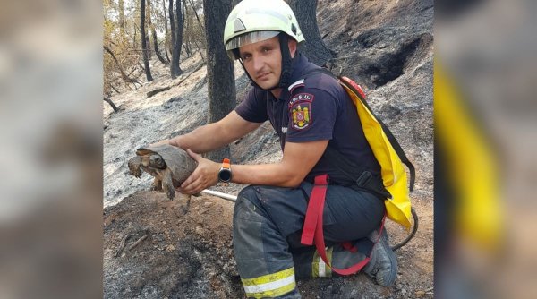 Broască țestoasă, salvată de un pompier român din calea incendiilor, în Grecia