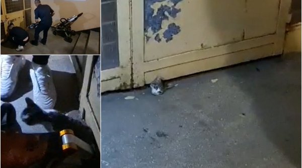 Operațiune de salvare neobișnuită în Pitești. O pisică rămasă blocată sub uşa unui bloc salvată în aplauzele locatarilor