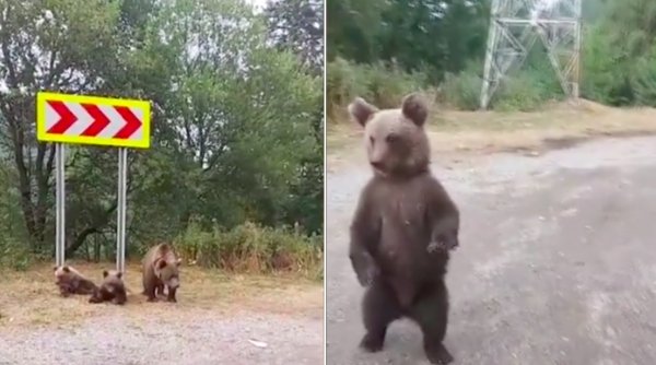 Diana Șoșoacă, live pe Facebook cu o ursoaică și doi pui, pe Transfăgărășan: 
