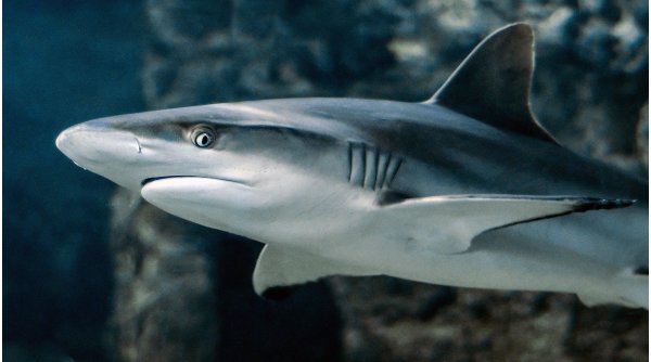 Autoritățile din Columbia au confiscat aproape 3.500 de aripioare de rechin