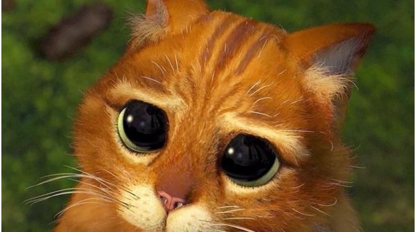 O pisică identică cu Puss in Boots din Shrek a cucerit internetul. Pisco are peste jumătate de milion de fani pe Instagram