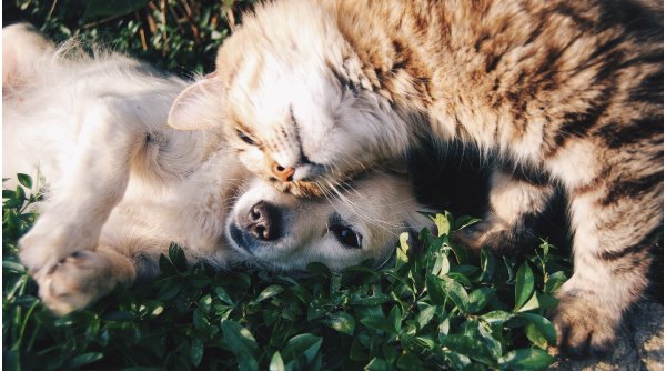 Câini și pisicile se pot îmbolnăvi de COVID? Își pot infecta stăpânii? Iată ce spun experții