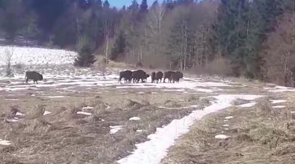 turma zimbri filmata in libertate