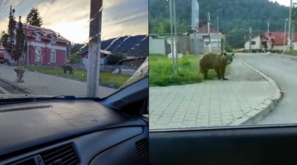Povestea tristă a unei ursoaice care își caută încontinuu cei trei pui omorâți de tren în 2020, lângă gara din Bușteni: 