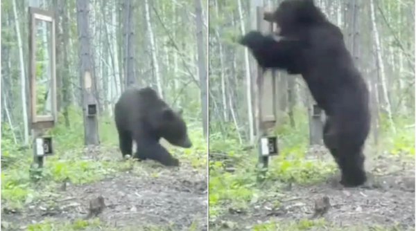 Reacția unui urs grizzly care se vede pentru prima dată în oglindă, virală pe internet