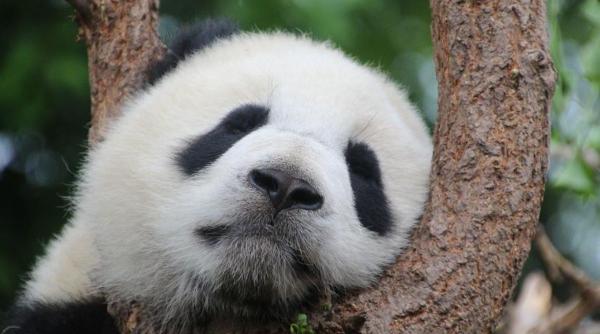 urs panda europa bulgaria dinti muzeu