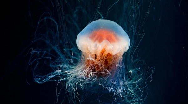 secretul imortalitatii oameni stiinta descoperit cod genetic meduza nemuritoare