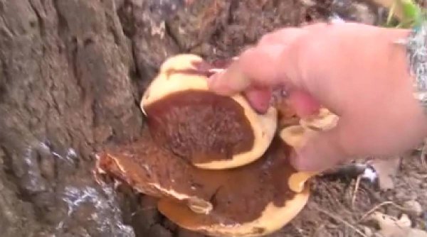 Aplicațiile care ne ajută să identificăm ciupercile comestibile din pădure