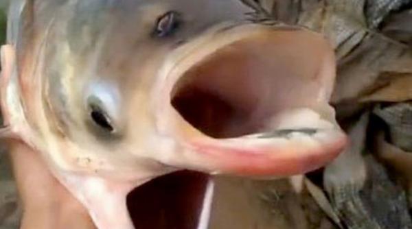 pestele cernobil doua capete doua guri ochi