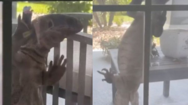 Șopârlă imensă, filmată când încerca să intre în casă: 