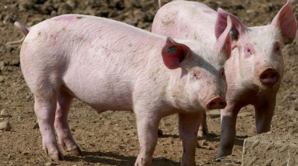 Un fermier din Timiş a îngropat 30 de porci cu pestă în câmp. Cum s-a ajuns ca 40.000 de porci să fie sacrificați