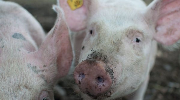 Focar de pestă porcină la o fermă din Timiş. Mii de porci vor fi sacrificaţi