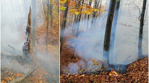 Incendiu de vegetaţie în pădurea de la Șoimari, din Prahova. Ard 70 de hectare