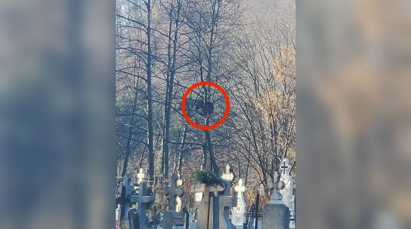 Mesaj Ro-Alert în județul Prahova! Un urs a fost văzut într-un cimitir