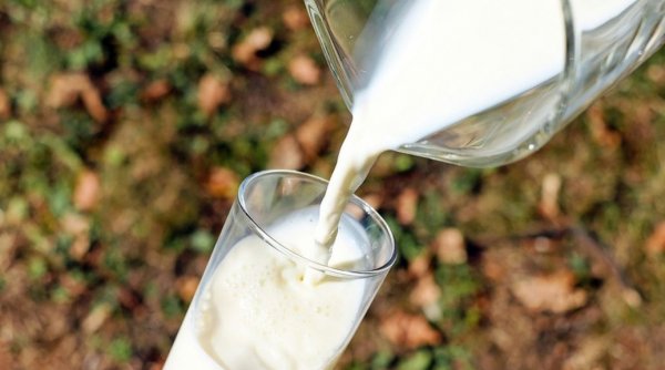 Fraudă alimentară în România. Înlocuiau laptele de oaie sau de capră cu lapte de vacă