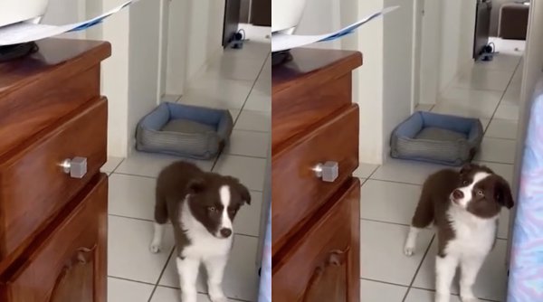 Reacția unui câine care vede pentru prima dată o imprimantă, virală pe internet: 