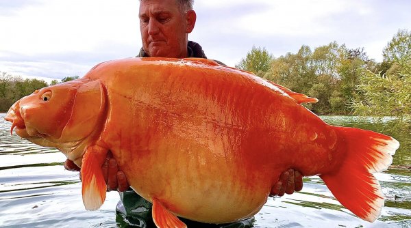 Aşa arată cel mai mare peşte auriu din lume. Pescar: 