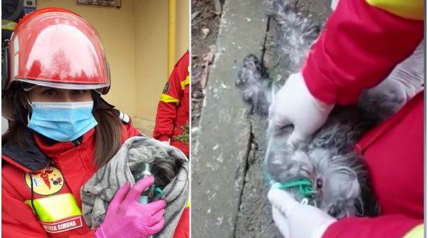 Imagini emoţionante la Constanța. Un căţel a primit o nouă şansă la viaţă după ce a fost salvat dintr-un incendiu