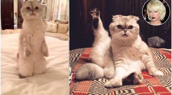 Pisica lui Taylor Swift, printre cele mai bogate animale din lume. Ce avere are felina