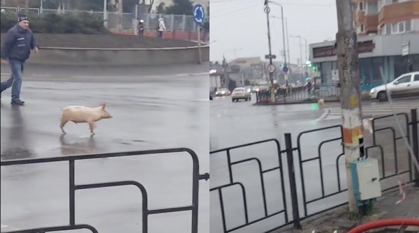 Val de glume pe internet, după ce un porc a fost filmat alergând într-o intersecție din Bacău: 