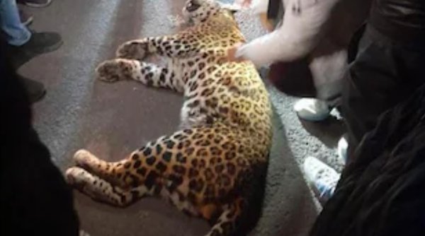 Un leopard s-a furișat într-un tribunal din India și a rănit șase oameni. Avocații s-au baricadat în camerele clădirii