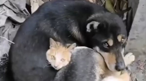 Un câine şi o pisică, supravieţuitori împreună. Şi-au ţinut de cald unul altuia în ruinele din Turcia