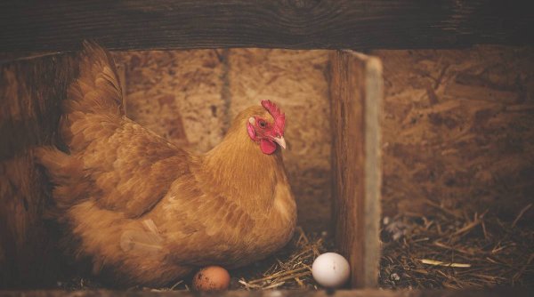 Un american își închiriază găinile din cauza creșterii prețului la ouă